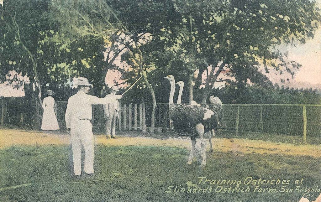 Postcard of man training ostriches at Slinkard's Ostrich Farm